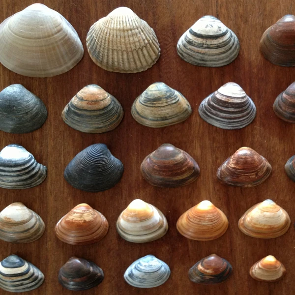 4schelpen