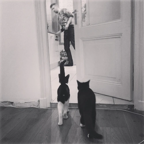 katten