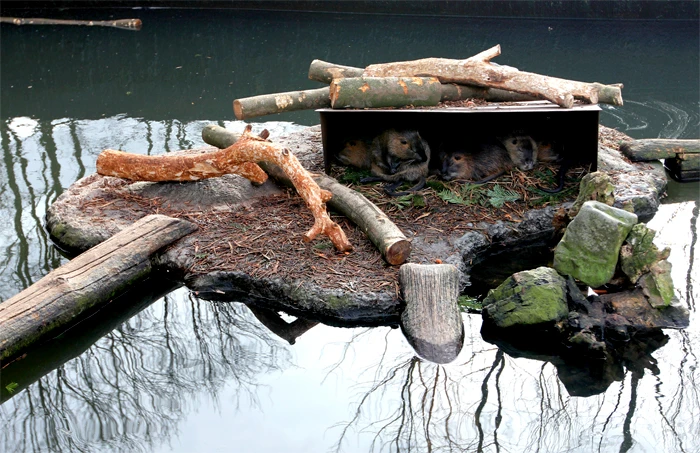 Beverratten_web