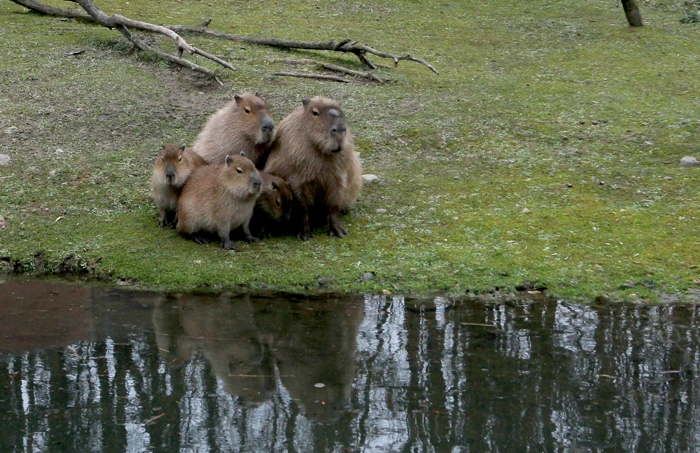 Familie_web