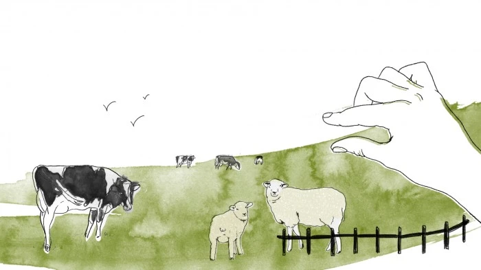 dieren in de wei2